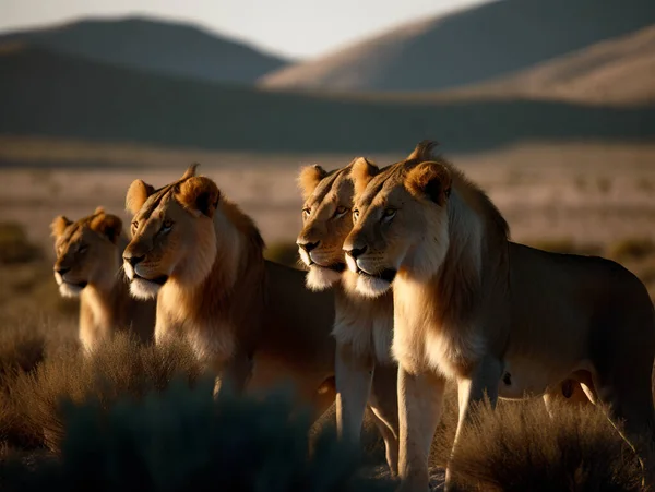 Grupo Leões Estado Selvagem — Fotografia de Stock