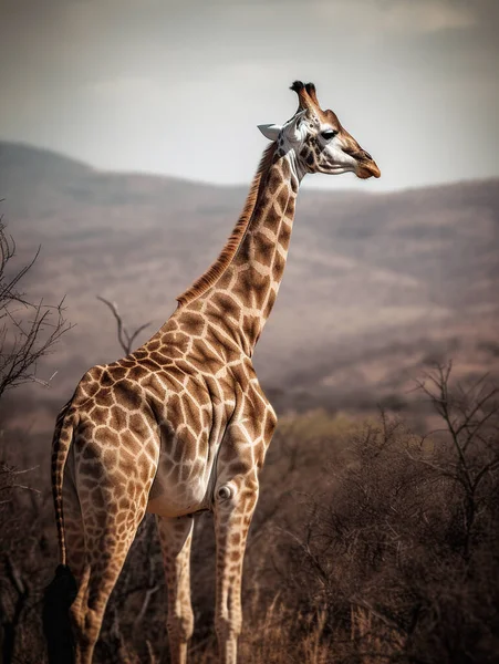 Güzel zürafa vahşi ve özgürce