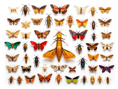 beyaz arkaplanda farklı böcekler