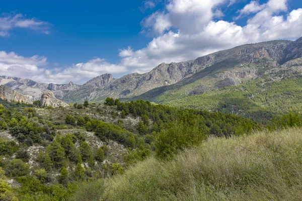 Çam ormanlarıyla kaplı dağlık bir arazi.