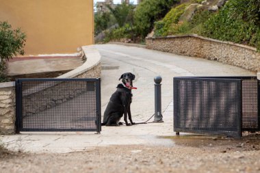 Kırmızı yakalı siyah köpek İspanya 'da sakin bir köy yolunda metal kapılar arasında bir direğe bağlanmış oturuyor..