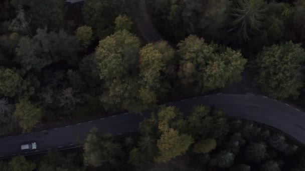 Вид Осінню Дорогу Лісі Високоякісні Кадри — стокове відео