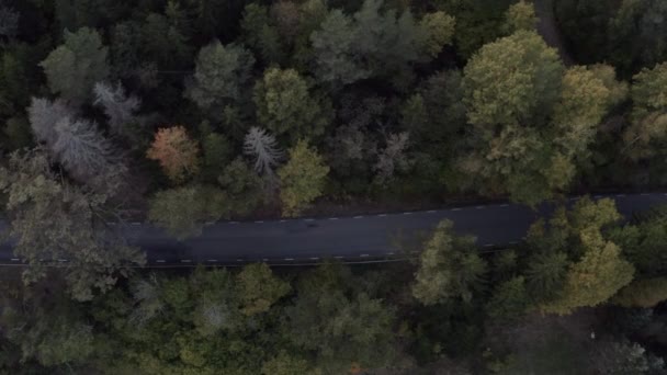 Drone Widok Jesiennej Drogi Lesie Wysokiej Jakości Materiał — Wideo stockowe