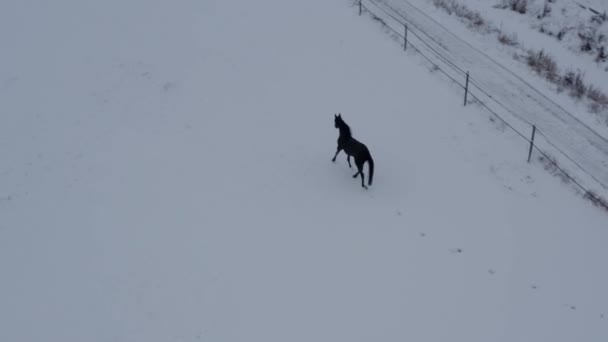 Cavalo Brincalhão Inverno Lanscape Rancho Imagens Alta Qualidade — Vídeo de Stock