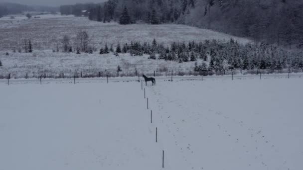 Playful Horse Winter Lanscape Ranch High Quality Footage — Stock Video