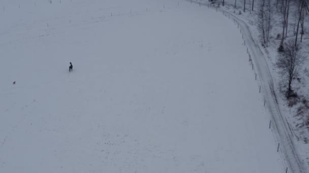 牧場の冬の風景の中に遊び心のある馬 高品質4K映像 — ストック動画