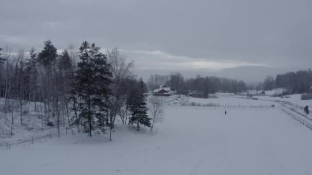冬天在牧场上嬉闹的马 高质量的4K镜头 — 图库视频影像