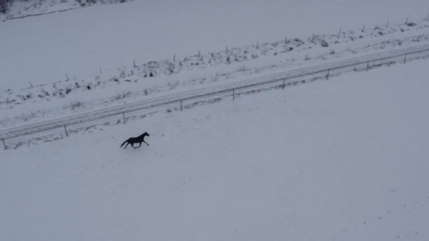 Zabawny Koń Zimowym Krajobrazie Ranczu Wysokiej Jakości Materiał — Wideo stockowe