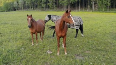 Tarlada ot yiyen at. Yüksek kalite 4k görüntü