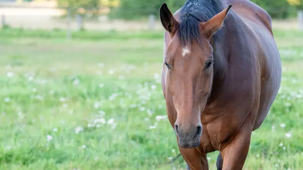 stock image Brown horse in a field of grass. High quality photo