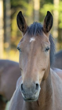 Çimenlikteki kahverengi at. Yüksek kalite fotoğraf