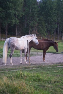Çimlerin üzerinde atlarla geçen yaz günü