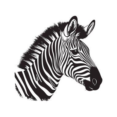 Zebra, klasik logo çizgisi sanat konsepti siyah-beyaz renk, el çizimi illüstrasyon