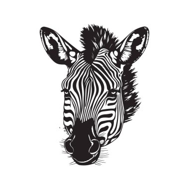 Zebra, klasik logo çizgisi sanat konsepti siyah-beyaz renk, el çizimi illüstrasyon