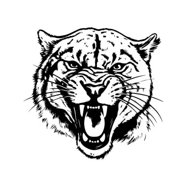 Kızgın puma, klasik el çizimi illüstrasyon