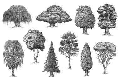 Set vector hand drawn big trees in sketch style isolated on white background. Poplar, spruce, pine, oak, maple, birch, willow, chestnut, cypress. Collection vintage artistic design illustration. clipart