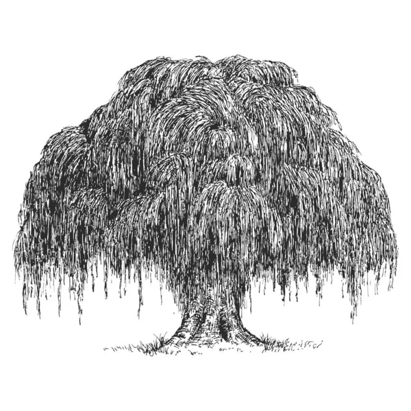 白地に孤立したスケッチスタイルで柳を描いたベクトル手 モノクロームの背の高い大きな木 ヴィンテージアートデザインイラスト — ストックベクタ