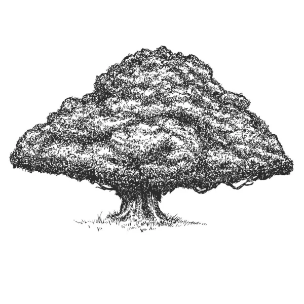 矢量手绘孤独的橡木 栗子或枫树 素描风格 背景白色 单色高大的大树 古代艺术设计艺术图解 — 图库矢量图片