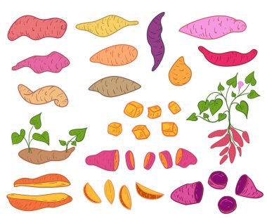 Çizgi film tarzında tatlı patates. Sağlıklı gıda ya da yemek malzemeleri için tasarım elementlerini ayarlayın. El çizimi renk vektörü çizimi. Doodle sanat nesneleri.
