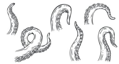 Ahtapot dokunaçlarını karikatür el çizimi tarzında beyaz arkaplanda izole bir şekilde farklı pozlar verin. Tek renkli vektör illüstrasyonu.