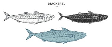 El yapımı uskumru balığı beyaz arka planda izole edilmiş. Çizgi film ögesini ana hatlar, monokrom ve renk sürümünden ayarla. Retro vintage oymacılık tarzında vektör illüstrasyonu.