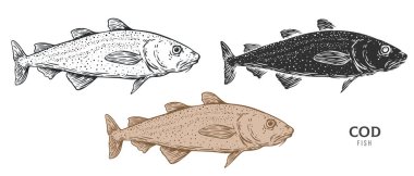 Beyaz arka planda el çizimi morina balığı. Çizgi film ögesini ana hatlar, monokrom ve renk sürümünden ayarla. Retro vintage oymacılık tarzında vektör illüstrasyonu.