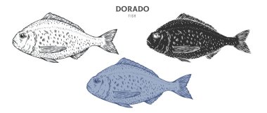 El yapımı dorado balığı beyaz arka planda izole edilmiş. Çizgi film ögesini ana hatlar, monokrom ve renk sürümünden ayarla. Retro vintage oymacılık tarzında vektör illüstrasyonu.