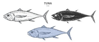 Beyaz arka planda el çizimi ton balığı. Çizgi film ögesini ana hatlar, monokrom ve renk sürümünden ayarla. Retro vintage oymacılık tarzında vektör illüstrasyonu.