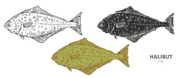 Beyaz arka planda el yapımı halibut balığı. Çizgi film ögesini ana hatlar, monokrom ve renk sürümünden ayarla. Retro vintage oymacılık tarzında vektör illüstrasyonu.