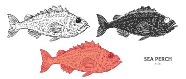 El yapımı deniz levreği balığı beyaz arka planda izole edilmiş. Çizgi film ögesini ana hatlar, monokrom ve renk sürümünden ayarla. Retro vintage oymacılık tarzında vektör illüstrasyonu.
