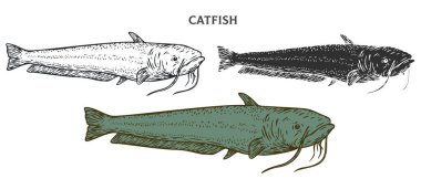 Beyaz arka planda el yapımı yayın balığı. Çizgi film ögesini ana hatlar, monokrom ve renk sürümünden ayarla. Retro vintage oymacılık tarzında vektör illüstrasyonu.