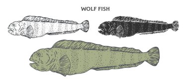 El yapımı Atlantik kurtları beyaz arka planda izole edilmiş. Çizgi film ögesini ana hatlar, monokrom ve renk sürümünden ayarla. Retro vintage oymacılık tarzında vektör illüstrasyonu.