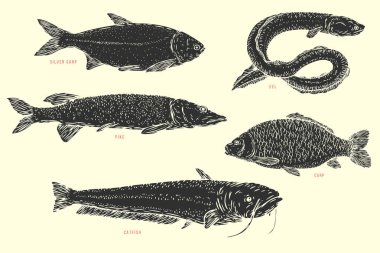 Nehir balığını eskiz karikatür tarzında elle çiz. Mızrak, yılan balığı, yayın balığı, sazan. Vektör illüstrasyonu.