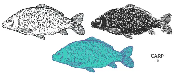 El yapımı sazan balığı beyaz arka planda izole edilmiş. Çizgi film ögesini ana hatlar, monokrom ve renk sürümünden ayarla. Retro vintage oymacılık tarzında vektör illüstrasyonu.