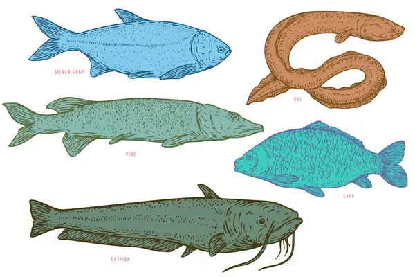 Nehir balığını eskiz karikatür tarzında elle çiz. Mızrak, yılan balığı, yayın balığı, sazan. Vektör illüstrasyonu.