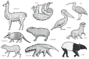 Set monochrome birds and animals south america in hand drawn vintage style. Anteater, tapir, capybara, otter, pelican, armadillo, ibis, sloth, guanaco, agouti. Sketch vector illustration. clipart