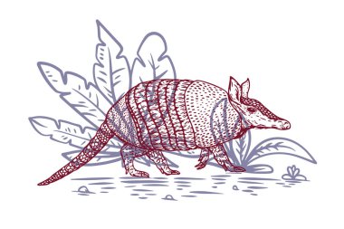 Hand drawn armadillo in color sketch style. Animal south america isolated on white background. Vector vintage illustration. clipart