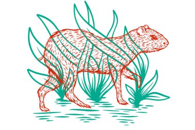 Renkli çizim tarzında elle çizilmiş agouti. Güney Amerika 'daki hayvanlar beyaz arka planda izole edilmiş. Vektör vintage çizimi.