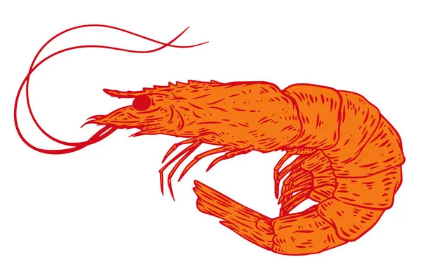 Ручной Нарисованный Силуэт Креветки Цвета Изолированы Белом Фоне Морские Животные Стоковая Иллюстрация