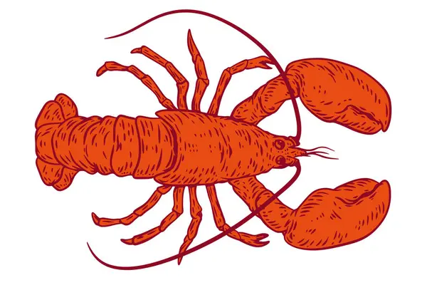 Lobster Warna Siluet Gambar Tangan Diisolasi Pada Latar Belakang Putih Stok Vektor Bebas Royalti