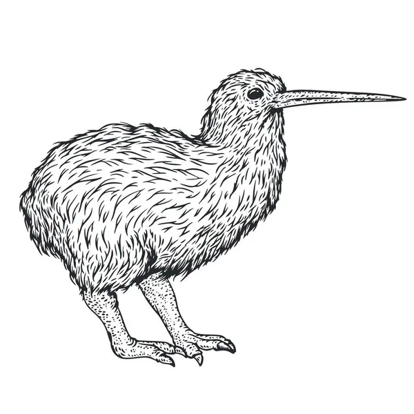 Птах Ківі Монохромному Стилі Намальованому Рукою Ескіз Гравюри Персонажа Урожай — стоковий вектор