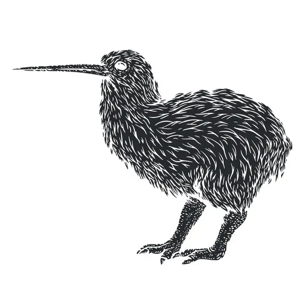 Птах Ківі Монохромному Стилі Намальованому Рукою Ескіз Гравюри Персонажа Урожай Векторна Графіка