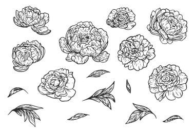 Düz tek renkli şakayık çiçek elementlerinden oluşan botanik el çizimi. Özet siluet koleksiyonu tomurcuklar ve yapraklar. Vektör illüstrasyonu.