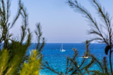 Çam ağaçlarının çerçevelediği güneşli bir günde denizde beyaz ve mavi bir yelkenli.