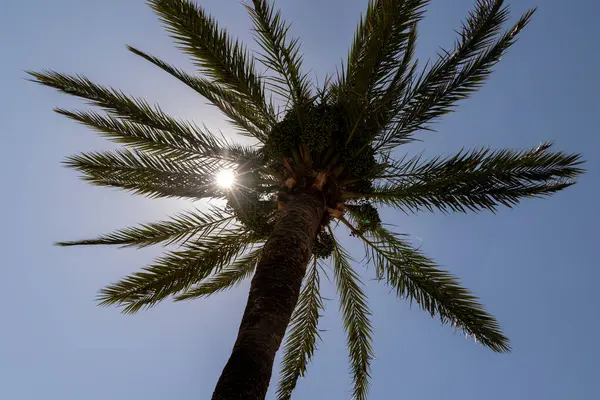 Güneş, açık bir gökyüzünde palmiye yapraklarının arasından parlıyor.