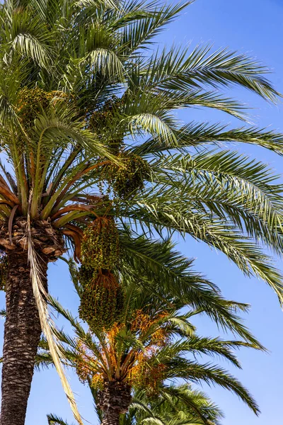 Dates on a palm tree against a blue sky on a sunny day