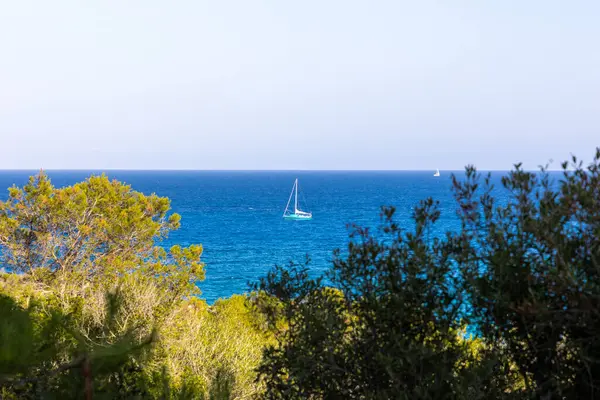 晴れた日に海に浮かぶ白と青の帆船で 前景の木々と共に — ストック写真