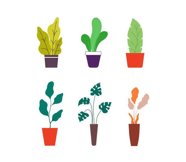 Tropiska Inomhusblommor Och Växter Samling Krukväxt Vektor Modern Illustration — Stock vektor