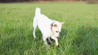 Beyaz köpek bir çukur kazar ve ağzını içine saklar. Yavaşça yaklaşır. Yüksek kalite 4k görüntü