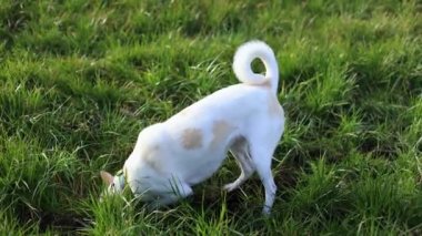 Beyaz köpek yavrusu çimleri kazıyor kafasını bir deliğe sokuyor. Yüksek kalite 4K görüntü yavaş çekim